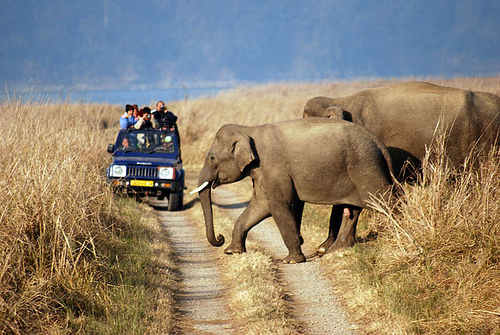 Wildlife india Tour